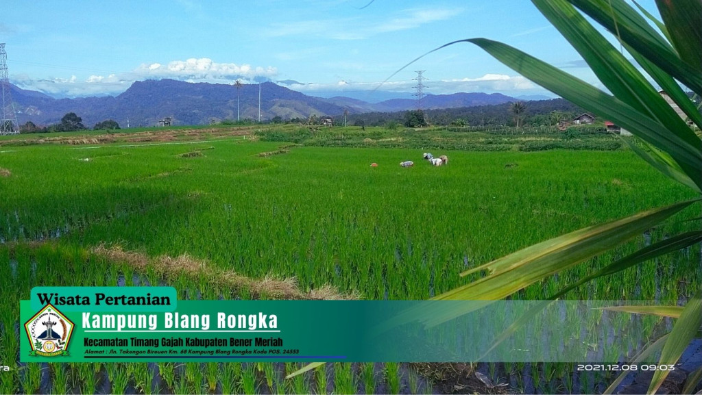 Potensi Lumbung Pangan Di Desa Blang Rongka 